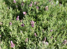 Levandule korunkatá 'Speedy Pink Blush' - Lavandula stoechas 'Speedy Pink Blush'