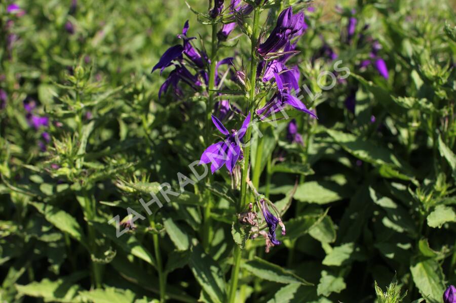 Lobelka 'Fanship Blue' - Lobelia speciosa 'Fanship Blue'