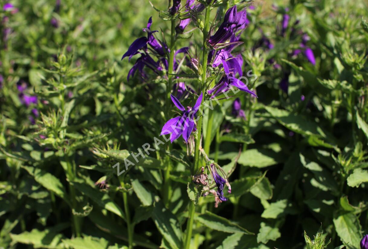Lobelka 'Fanship Blue' - Lobelia speciosa 'Fanship Blue'
