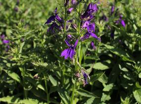Lobelka 'Fanship Blue' - Lobelia speciosa 'Fanship Blue'