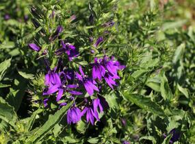 Lobelka 'Fanship Blue' - Lobelia speciosa 'Fanship Blue'