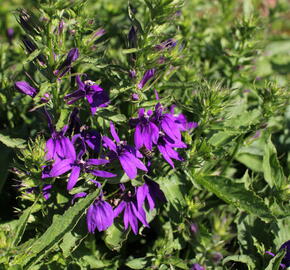 Lobelka 'Fanship Blue' - Lobelia speciosa 'Fanship Blue'