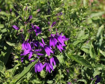 Lobelka 'Fanship Blue'