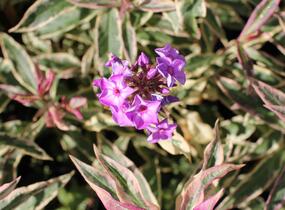 Plamenka latnatá 'Olympia' - Phlox paniculata 'Olympia'
