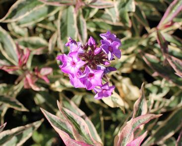 Plamenka latnatá 'Olympia'