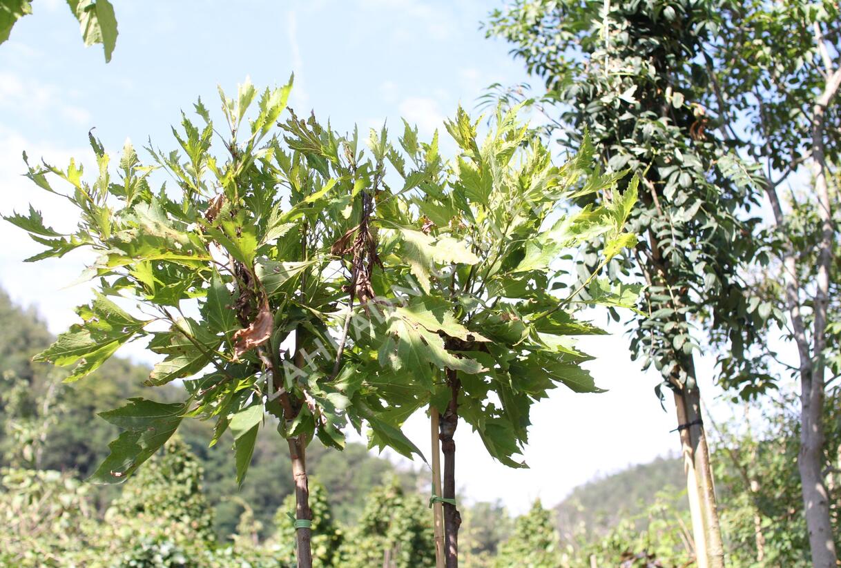 Platan javorolistý 'Alphens Globe' - Platanus acerifolia 'Alphens Globe'