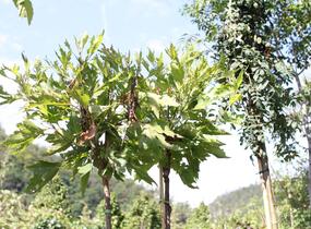 Platan javorolistý 'Alphens Globe' - Platanus acerifolia 'Alphens Globe'
