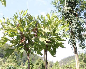 Platan javorolistý 'Alphens Globe'