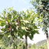 Platanus acerifolia 'Alphens Globe'.JPG