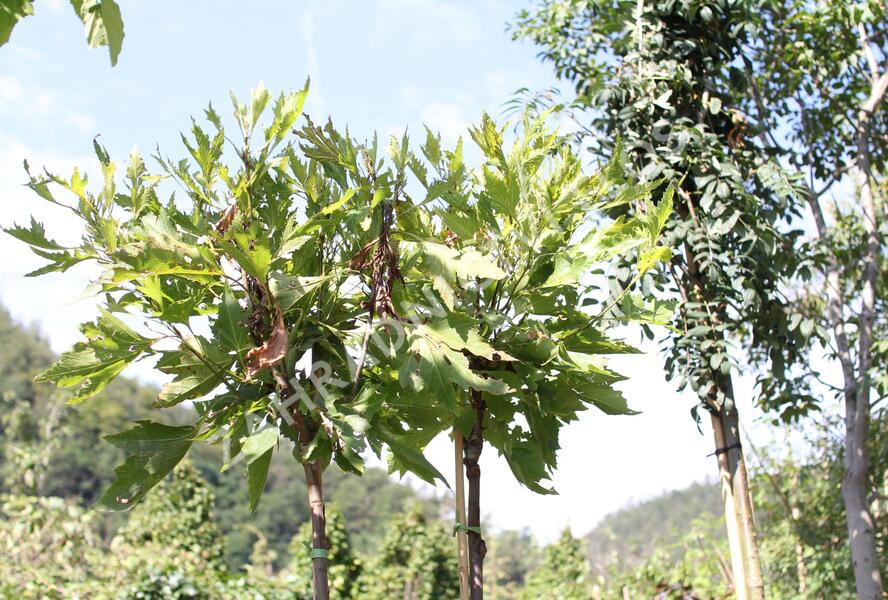 Platan javorolistý 'Alphens Globe' - Platanus acerifolia 'Alphens Globe'