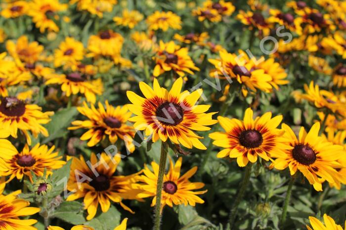 Třapatka rstnatá 'Denver Daisy' - Rudbeckia hirta 'Denver Daisy'