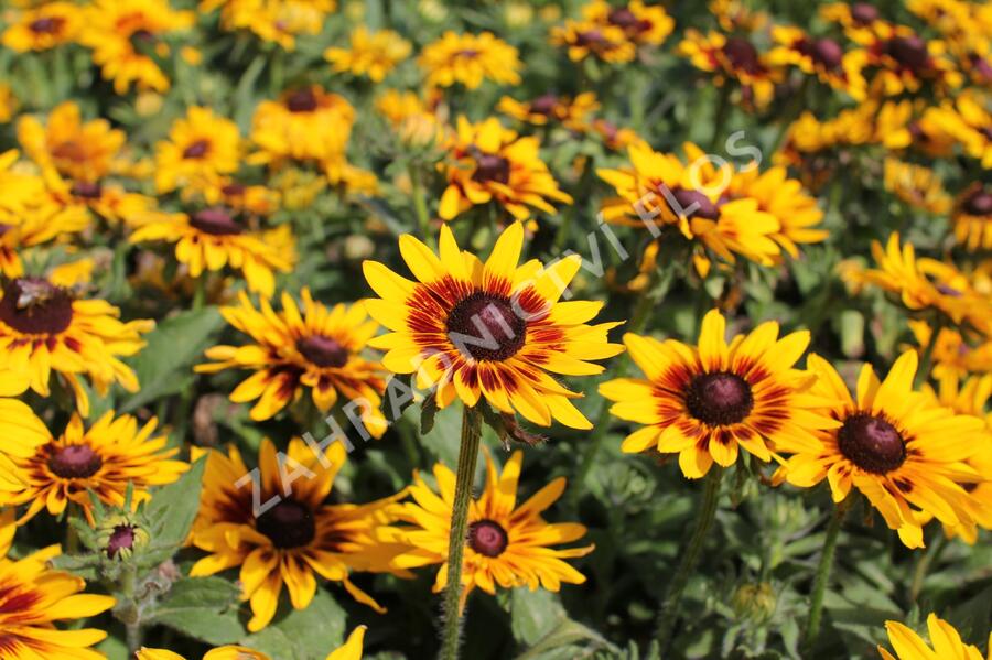 Třapatka rstnatá 'Denver Daisy' - Rudbeckia hirta 'Denver Daisy'