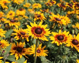 Třapatka srstnatá 'Denver Daisy'