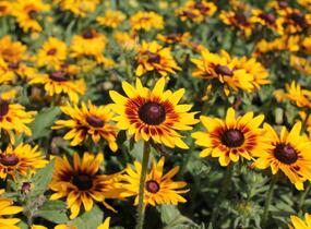 Třapatka srstnatá 'Denver Daisy' - Rudbeckia hirta 'Denver Daisy'