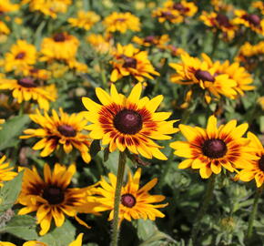 Třapatka rstnatá 'Denver Daisy' - Rudbeckia hirta 'Denver Daisy'