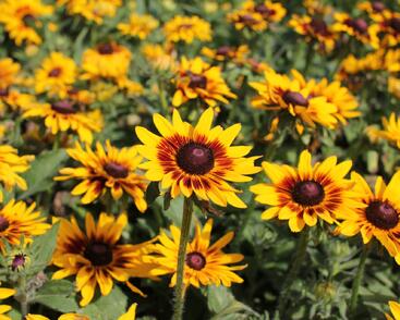 Třapatka srstnatá 'Denver Daisy'