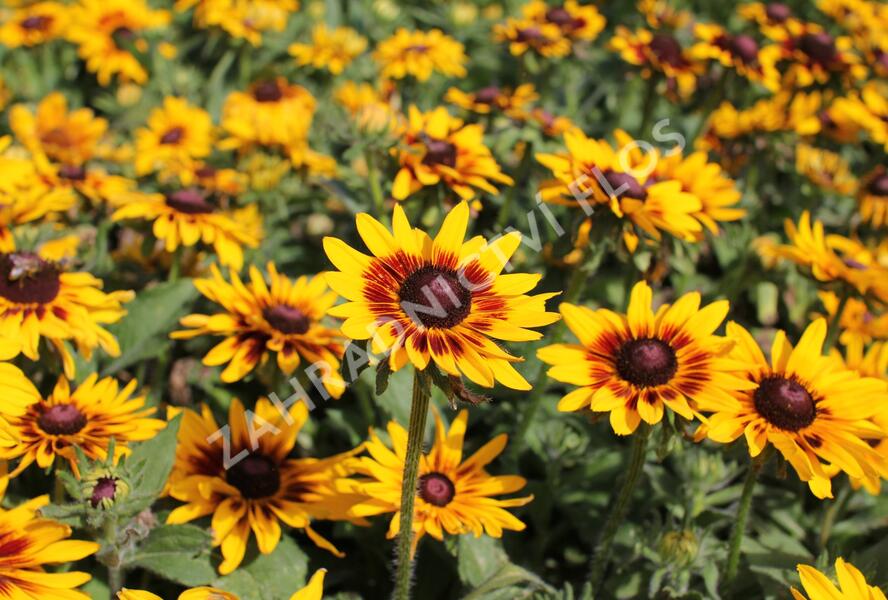 Třapatka srstnatá 'Denver Daisy' - Rudbeckia hirta 'Denver Daisy'