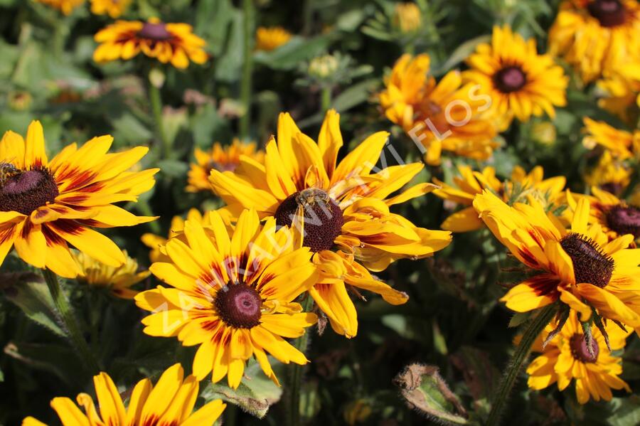 Třapatka rstnatá 'Denver Daisy' - Rudbeckia hirta 'Denver Daisy'