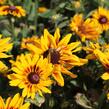 Třapatka rstnatá 'Denver Daisy' - Rudbeckia hirta 'Denver Daisy'