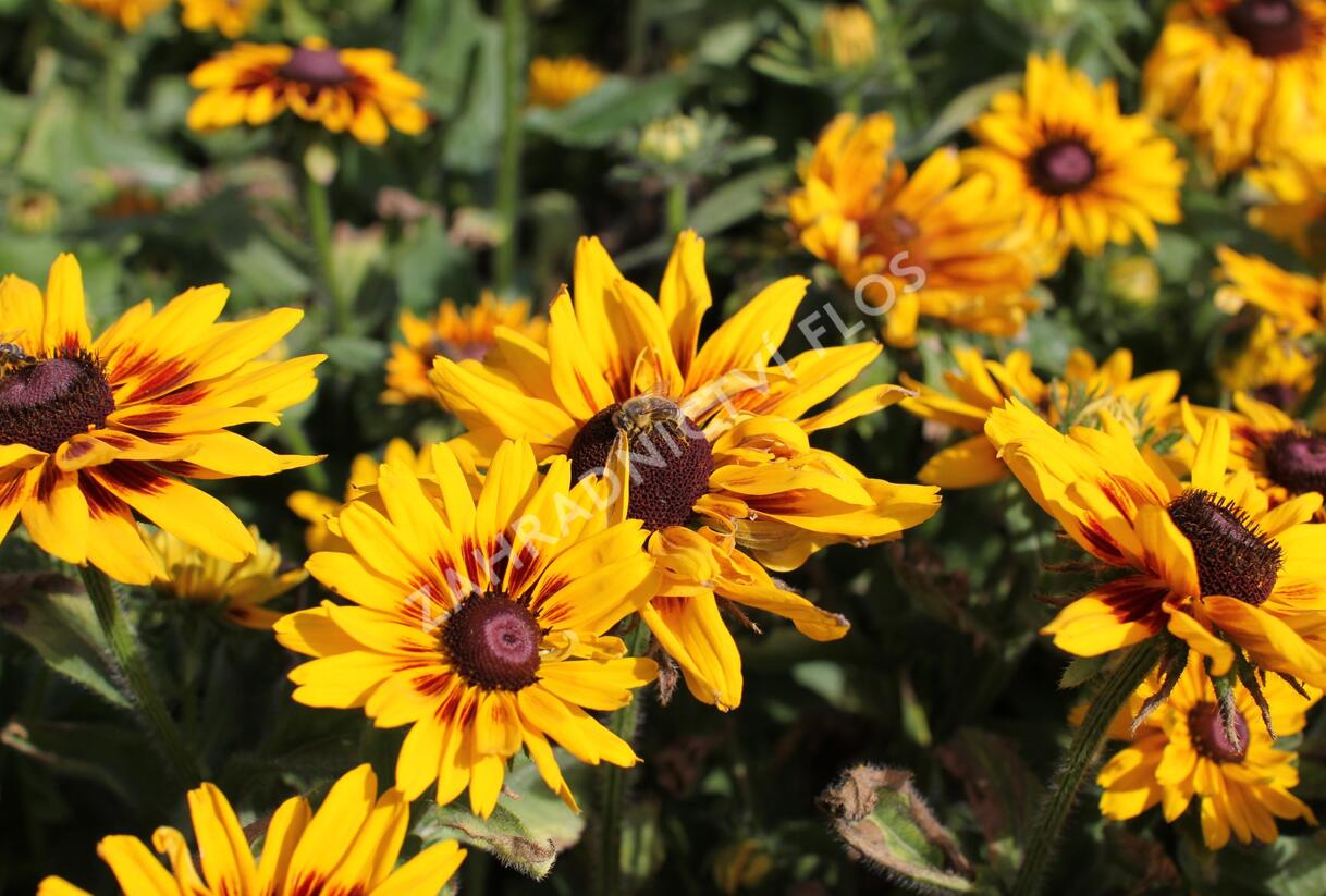 Třapatka srstnatá 'Denver Daisy' - Rudbeckia hirta 'Denver Daisy'