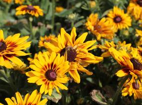 Třapatka srstnatá 'Denver Daisy' - Rudbeckia hirta 'Denver Daisy'