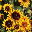 Třapatka rstnatá 'Denver Daisy' - Rudbeckia hirta 'Denver Daisy'