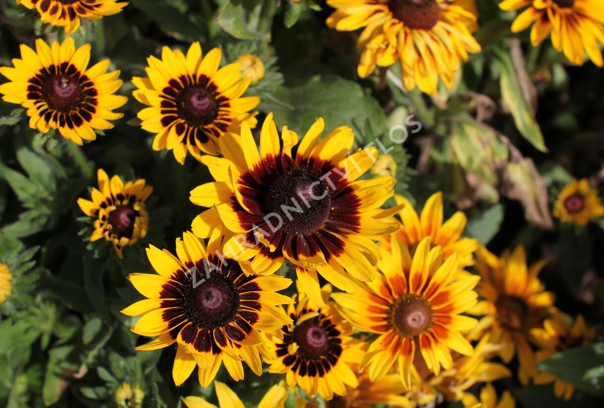 Třapatka srstnatá 'Denver Daisy' - Rudbeckia hirta 'Denver Daisy'