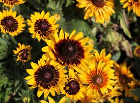 Třapatka srstnatá 'Denver Daisy' - Rudbeckia hirta 'Denver Daisy'