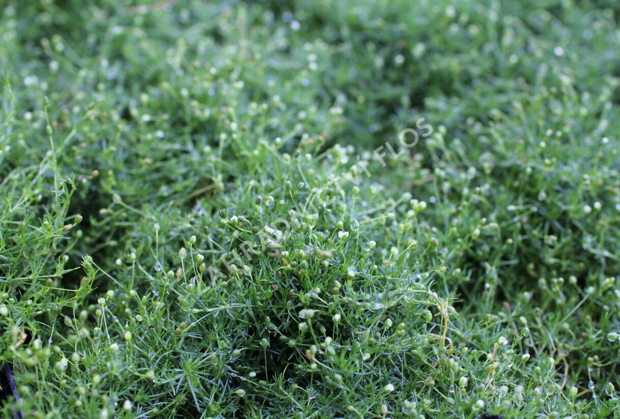 Úrazník 'Moss Green' - Sagina subulata 'Moss Green'