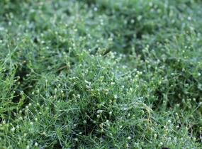 Úrazník 'Moss Green' - Sagina subulata 'Moss Green'