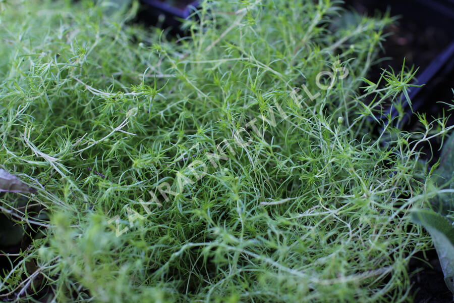 Úrazník 'Moss Lime' - Sagina subulata 'Moss Lime'