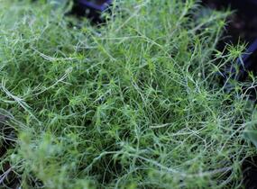 Úrazník 'Moss Lime' - Sagina subulata 'Moss Lime'