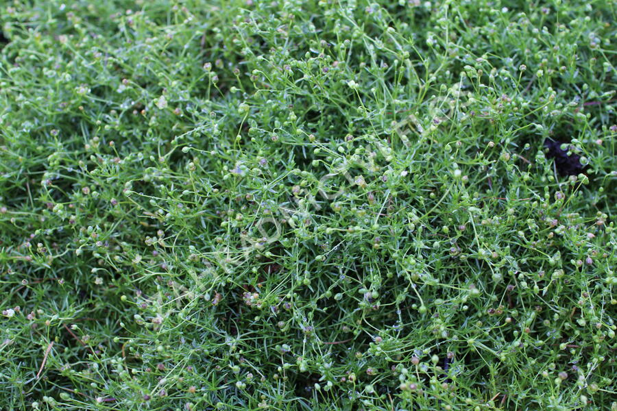 Úrazník - Sagina subulata