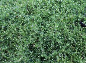 Úrazník - Sagina subulata