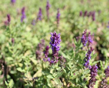 Šalvěj nádherná 'Edula Blue'