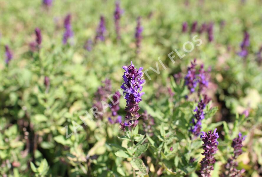 Šalvěj nádherná 'Edula Blue' - Salvia superba 'Edula Blue'