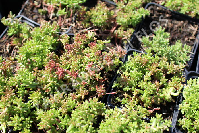 Rozchodník bílý 'Murale' - Sedum album 'Murale'