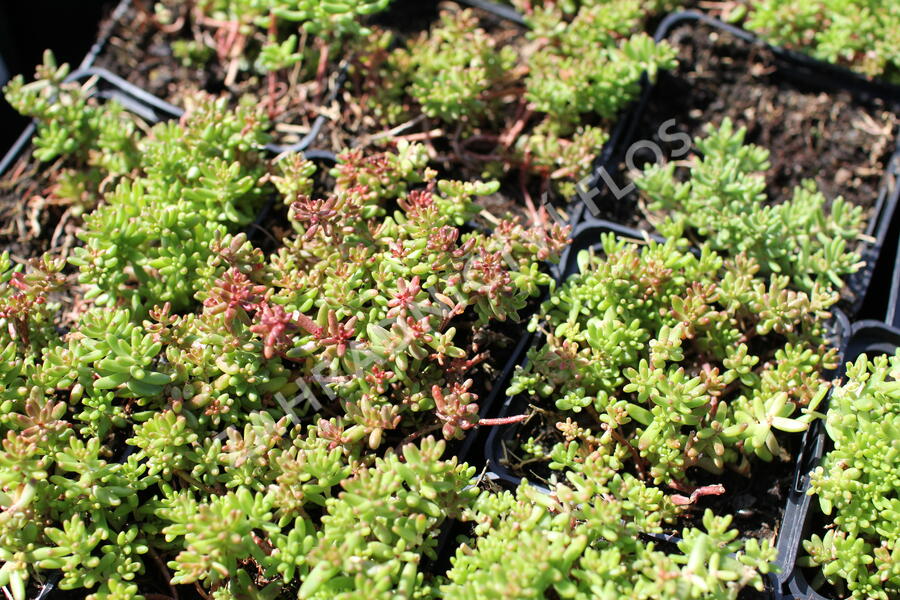 Rozchodník bílý 'Murale' - Sedum album 'Murale'