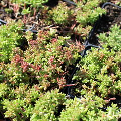 Rozchodník bílý 'Murale' - Sedum album 'Murale'