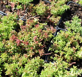 Rozchodník bílý 'Murale' - Sedum album 'Murale'