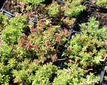 Rozchodník bílý 'Murale'