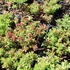 Sedum album 'Murale'.JPG