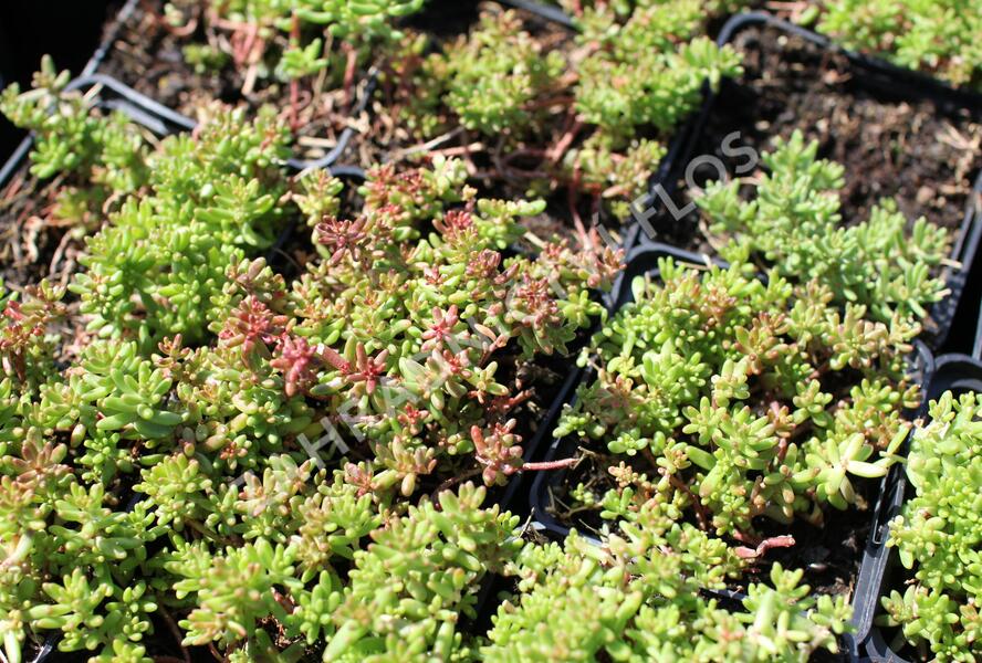 Rozchodník bílý 'Murale' - Sedum album 'Murale'