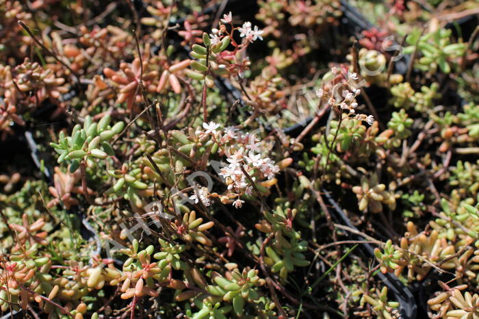 Rozchodník bílý - Sedum album