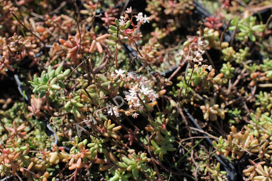Rozchodník bílý - Sedum album