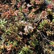 Rozchodník bílý - Sedum album