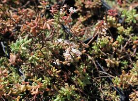 Rozchodník bílý - Sedum album