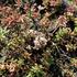 Sedum album_01.JPG