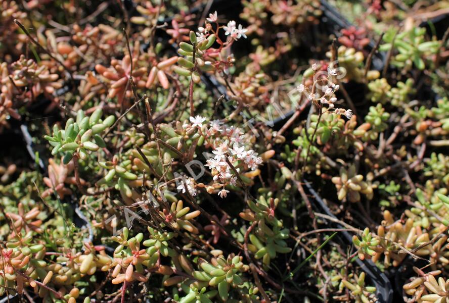 Rozchodník bílý - Sedum album
