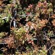 Rozchodník bílý - Sedum album